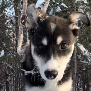 Meet your Posher, William